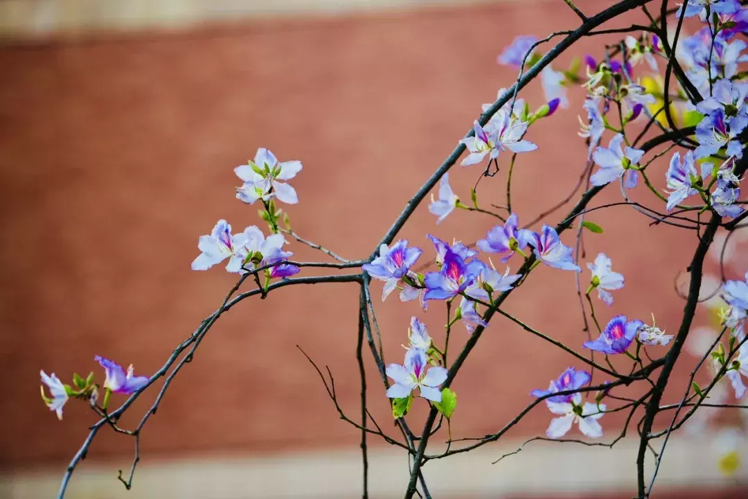 中国春天最美的10座大学，好想回去谈一场恋爱