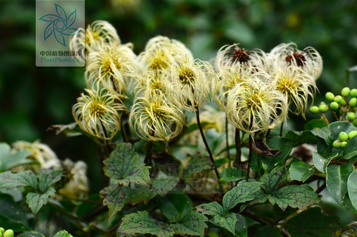 黄狗头图片(小九头狮子草) - 赤虎壹号