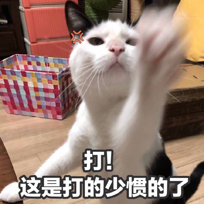 暴躁猫咪表情包：说人话