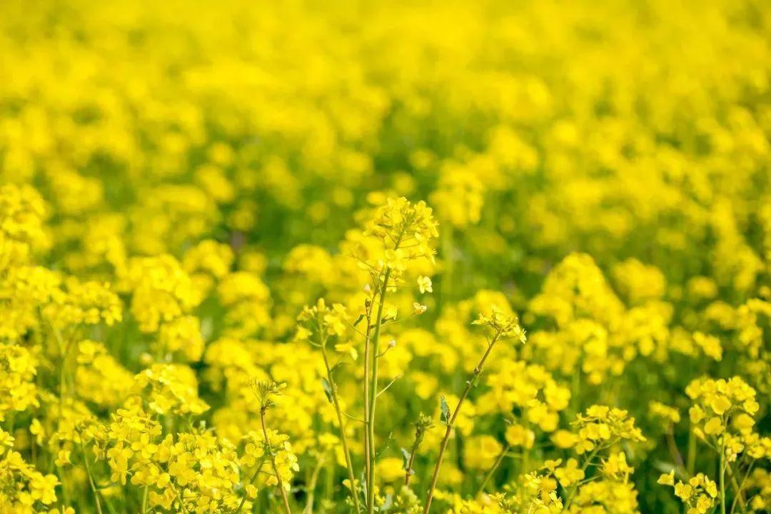 成都1.5h刹拢幽静山野，赏梨花、油菜花、桃花…不收门票