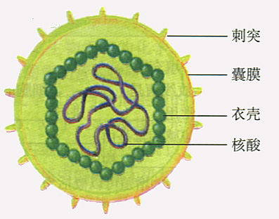 生活在大腦中,即使加熱半小時也不會滅活的喪屍——朊病毒