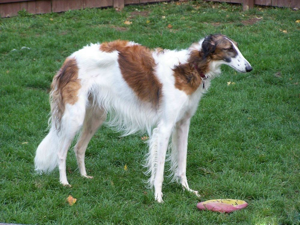 苏俄猎狼犬也叫俄罗斯猎狼犬,这种犬是专门用于追逐野兽而培育的.