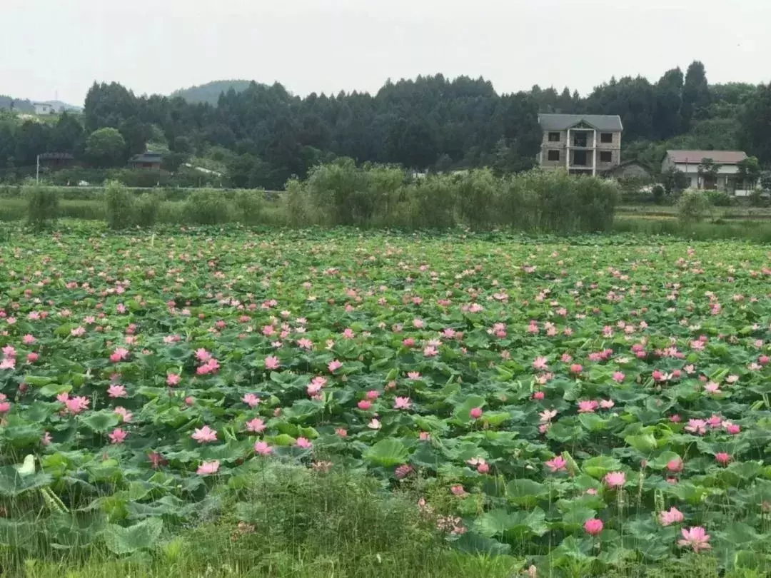 盈盈芙蕖水中开，菡萏尽放，千娇百媚~与君共赏这一池荷香