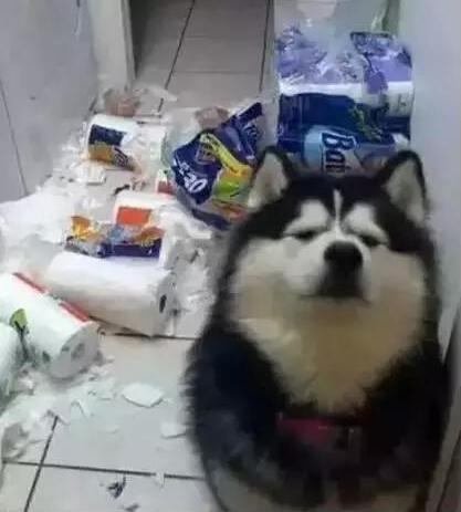 养阿拉斯加犬的7大坏处有哪些？