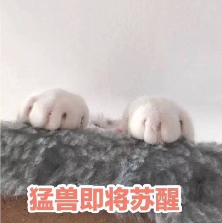 猫咪表情包：发出反派的笑声、富婆抱抱我