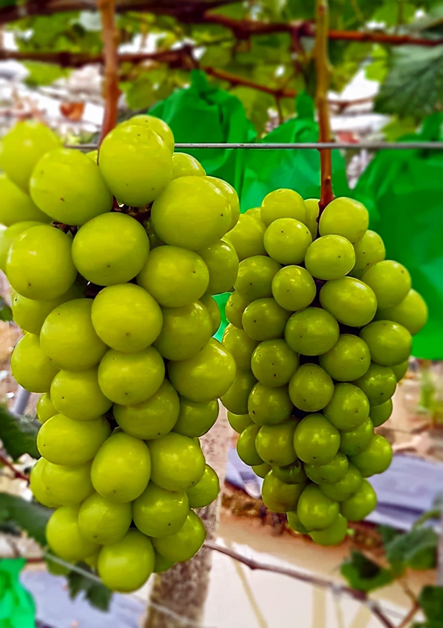 葡萄的品种(葡萄的品种有哪些?
