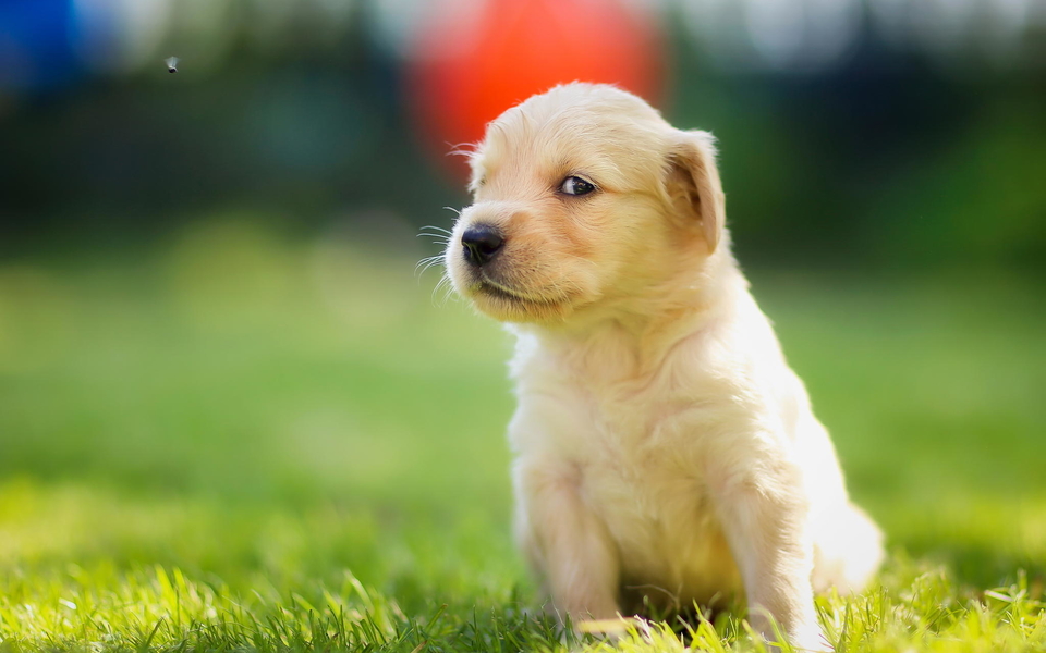 世界犬种智商排名榜前 30 名的聪明狗狗