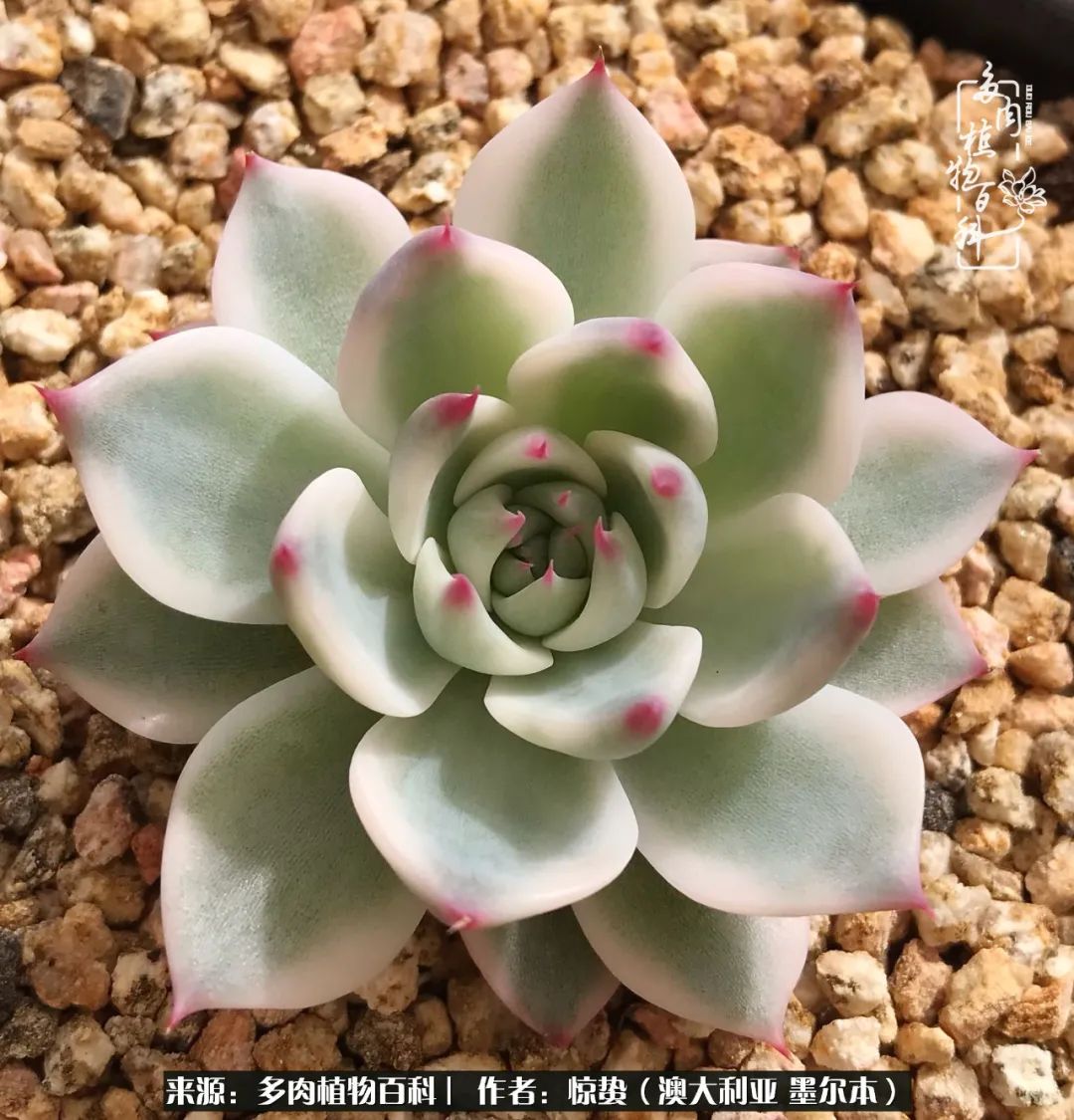 2005年出生属鸡人2021年运势女性 16岁生肖鸡女在2021年运气如何_达一