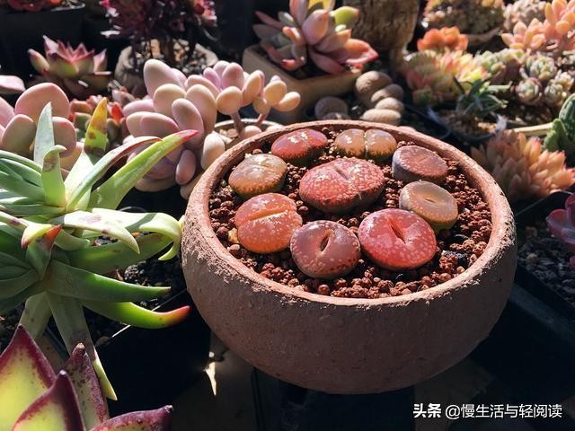 《慢生活·轻阅读》1742期