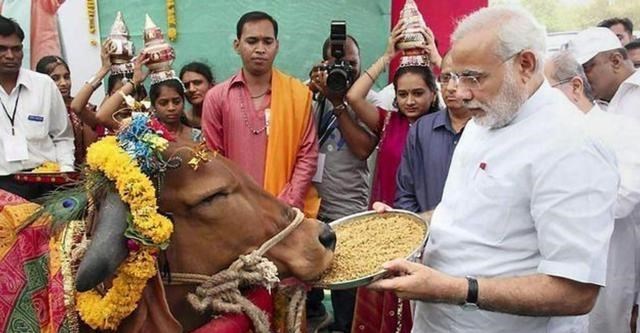 印度视牛为圣物，喝牛尿却不食牛肉，那牛最后都是如何处理的