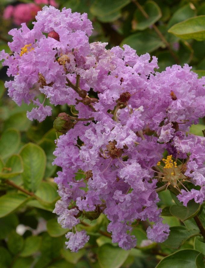 紫色花有哪些（2７种不同品类紫色鲜花大盘点）