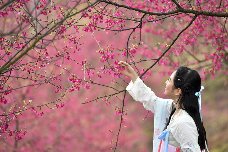 春暖花开，樱你而来