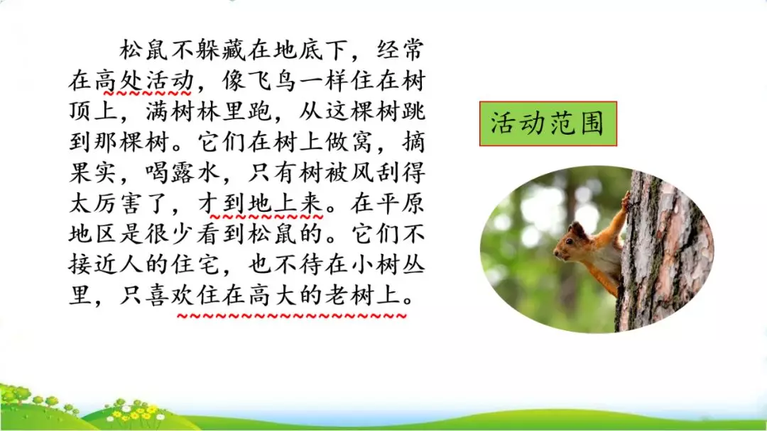 部编版五年级上册第17课《松鼠》图文讲解