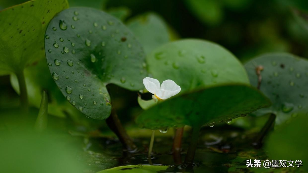 墨绿是云中的一抹烟，悠然氤氲那似水流年