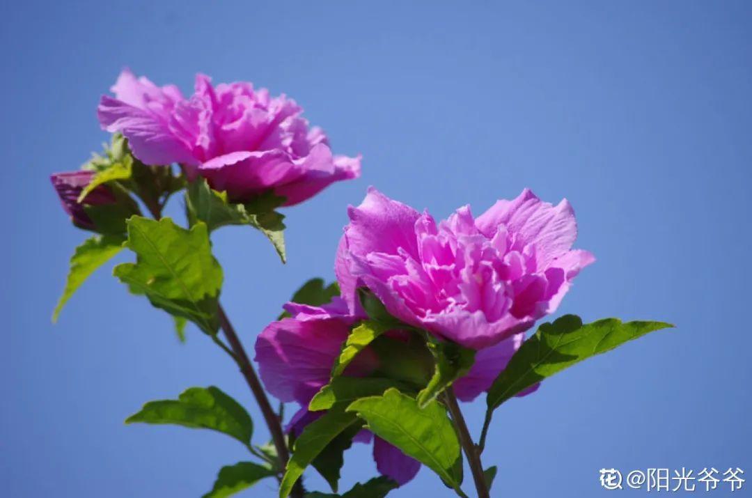 花期长的花有哪些（15种花花期超长能开到明年的花）