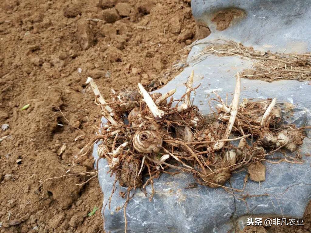 中药材白芨，种植前景怎么样？2018年市场行情如何？能不能赚钱？