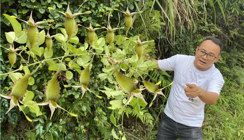 刺果子(福建老板娘,收购农村山上这种满身带刺的野果子,你家乡有吗?