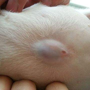 狗狗的脐疝，为什么不建议在六个月之前做手术修复呢？