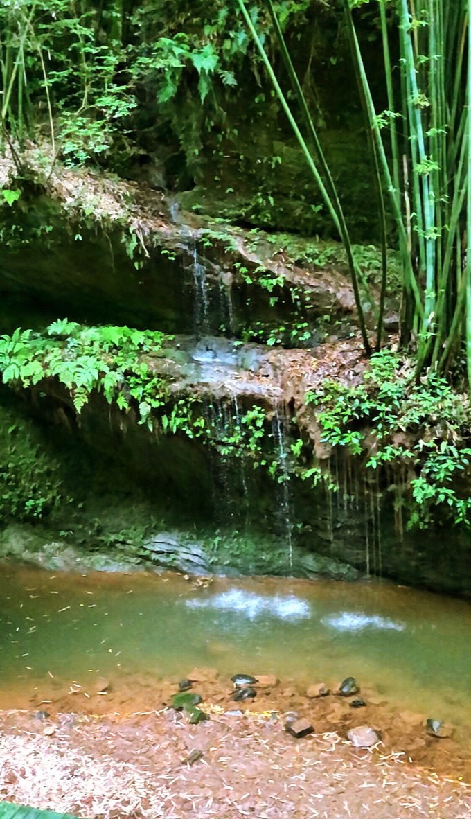 疫情期間,平樂古鎮天府竹海景區目前暫定每日遊客接待量不超過3000人