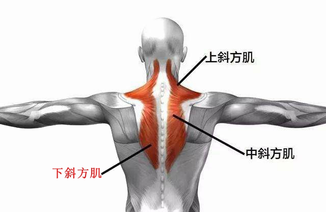 别闹了,肩胛骨才是你关注的重点
