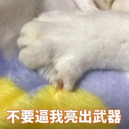 猫咪表情包合集｜不要逼我亮出武器