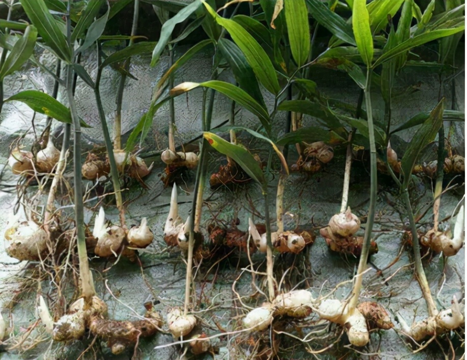 俗称"老虎姜",曾被挖来喂猪,今日才知是"仙人余粮",望珍惜