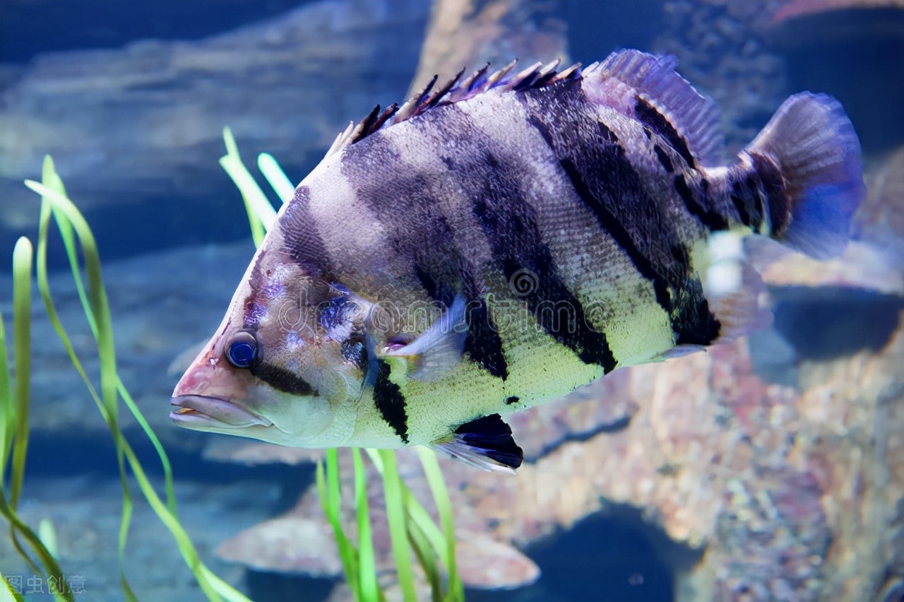 10种最有异国情调的热带鱼-10种最有异国情调的热带鱼是什么 - 114