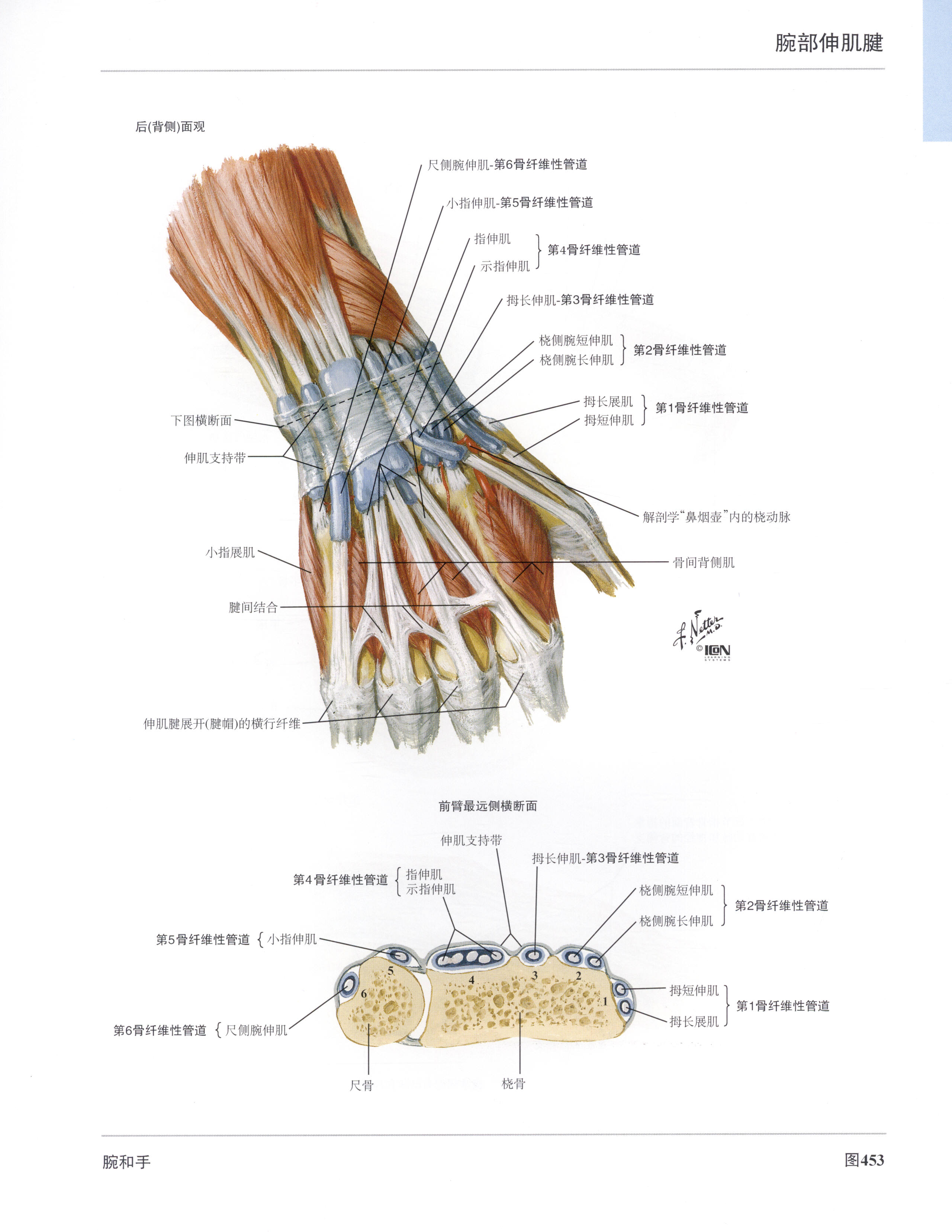 高清人體解剖彩色圖譜-手掌和手指