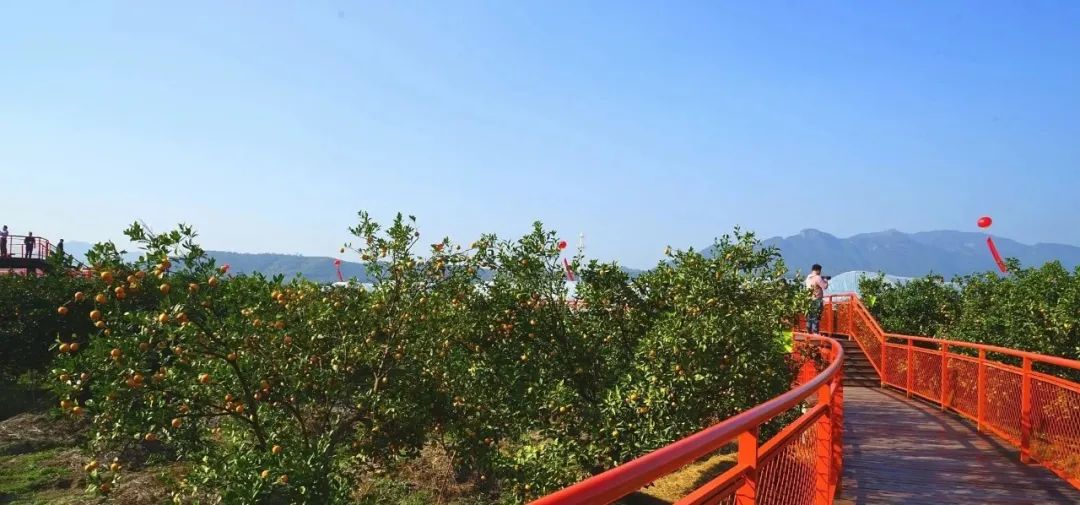 黄岩柑橘博览园图片