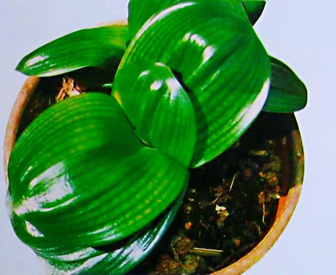 君子兰品种大全(盘点君子兰的常见品种大全)