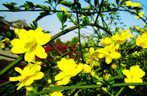 迎春花是什麼顏色(一起來了解什麼是迎春花)