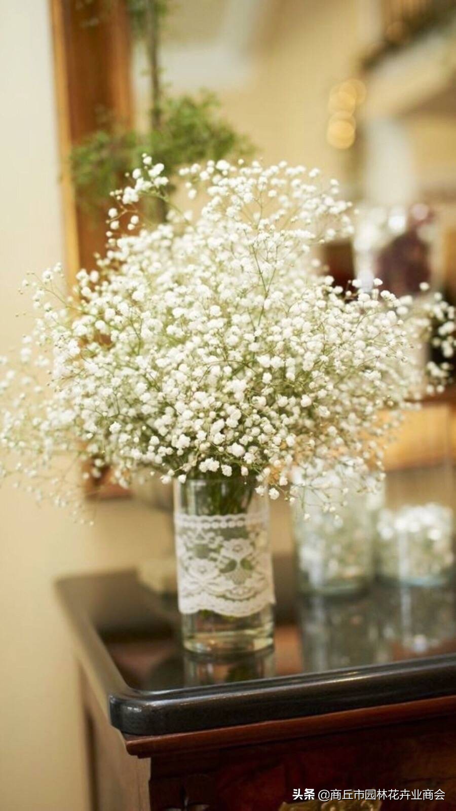 鲜切满天星应该怎么养,干放还是水培?