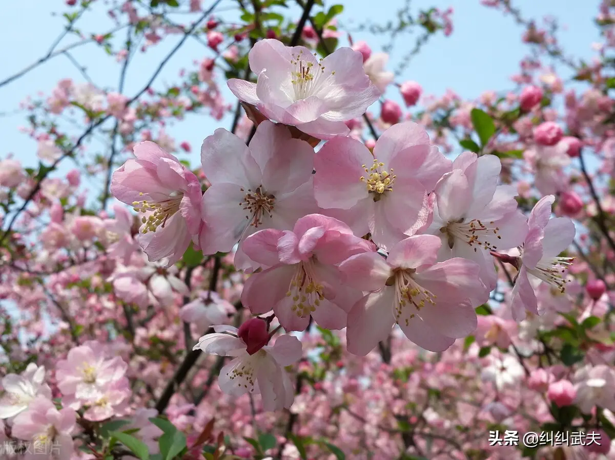 海棠苏轼故事赏析（苏轼写海棠的情感）