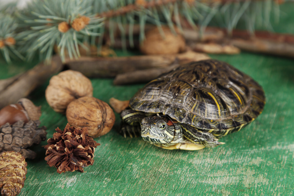乌龟喜欢吃什么，这要看乌龟的品种，种类不同食物偏好会略有不同