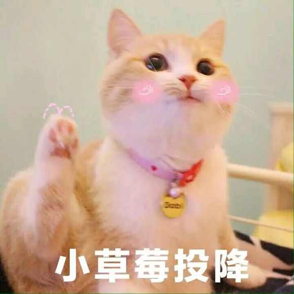 猫咪恋爱表情包｜发誓爱你一辈几