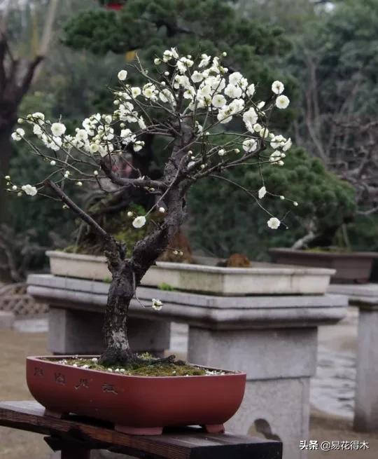 照水梅的图片(我国主要盆景流派的制作手法和特点浅析)