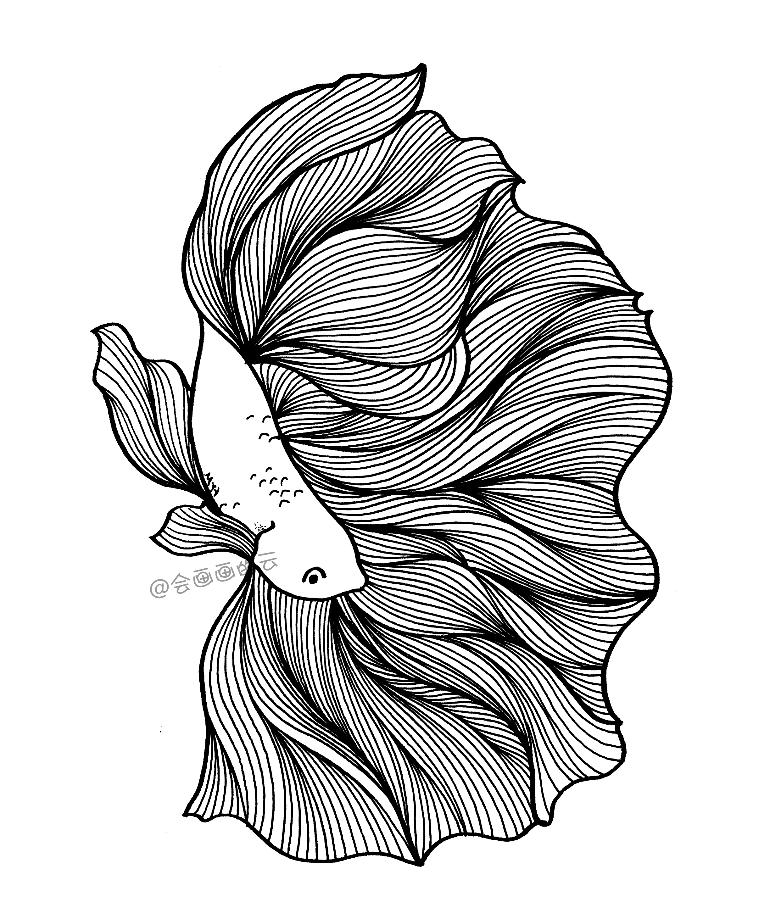 3款简笔画金鱼，零基础也可以画的线描画