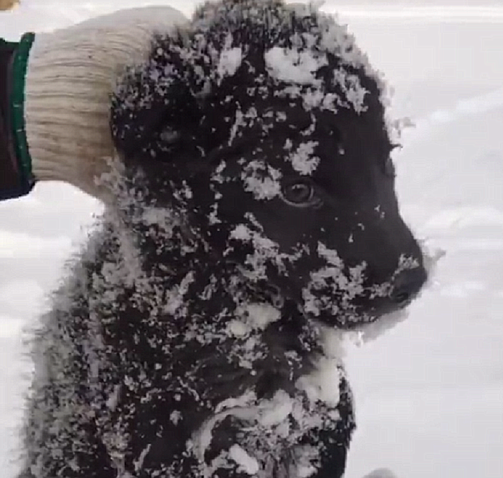 冰天雪地里发现1只小狗，被冻得瑟瑟发抖，却始终不愿意离开这里