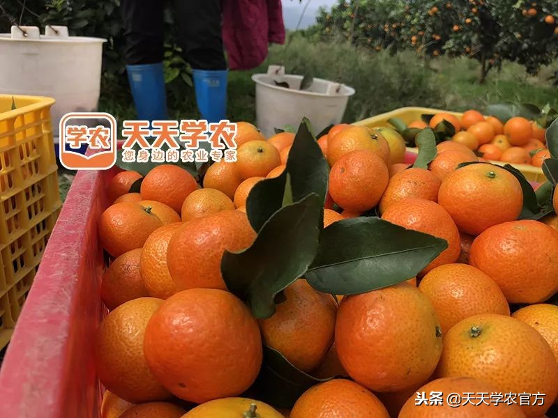 金秋砂糖桔尾货卖6块，都说今年柑橘市场不好，沃柑还能8块一斤？
