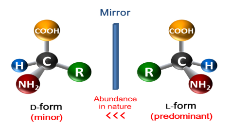 左旋氨基酸与右旋氨基酸的镜像结构为什么是左旋氨基酸?