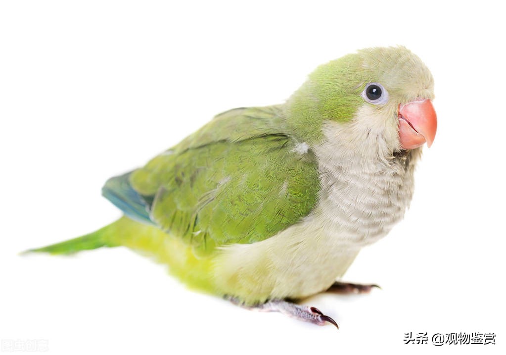 鹦鹉喜欢吃什么东西（喂食鹦鹉的注意事项）