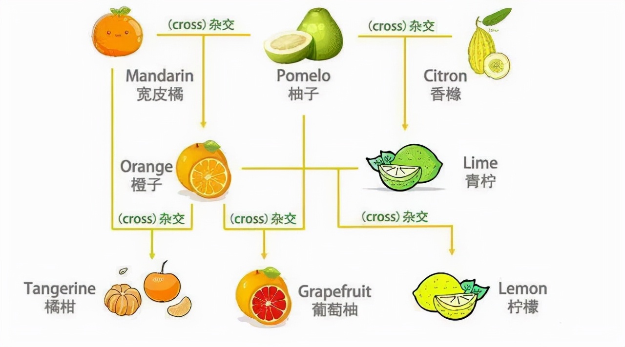 全国哪的橙子最好吃？经过评比，这6个地方比较出名，有你家乡吗