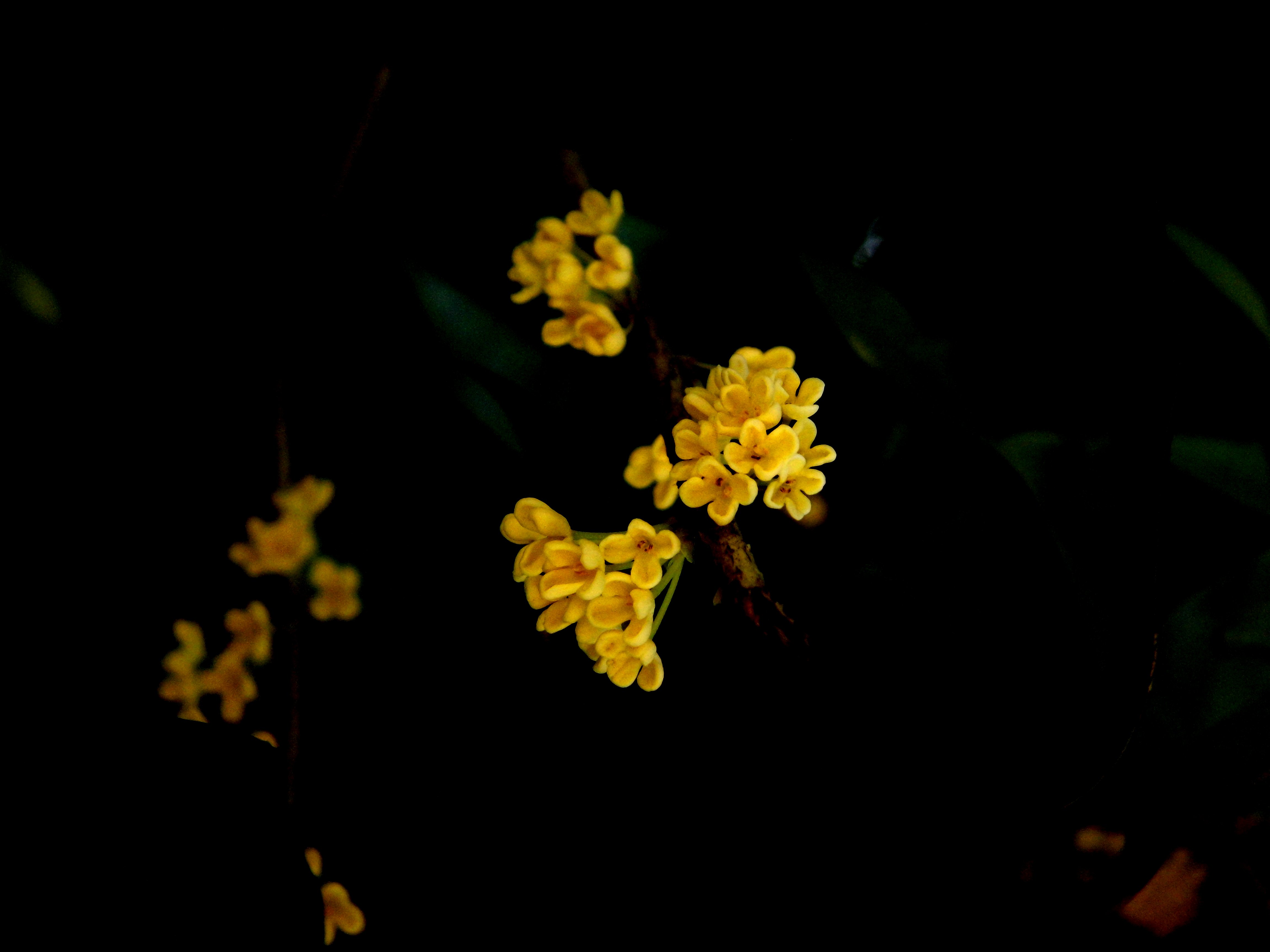 写桂花茶的优美句子