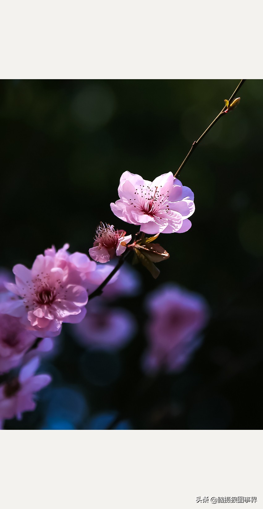 粉色梅花图片大全(实拍19张粉色美人梅照)