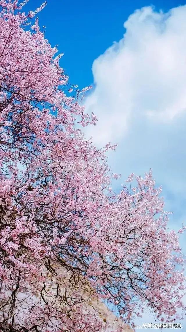 独赏桃花又一春•随笔