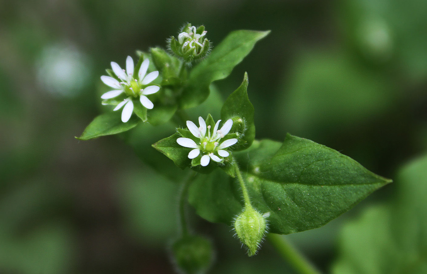 汉字说:"呦呦鹿鸣,食野之芩"里的"芩"是什么植物