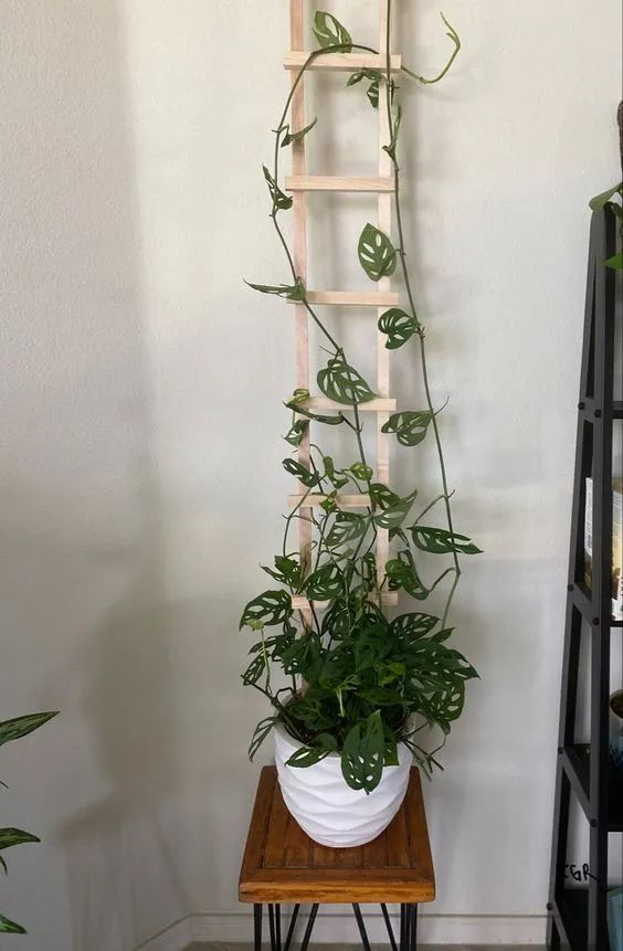 爬藤植物有哪些（盘点6种可以养在室内的爬藤植物）