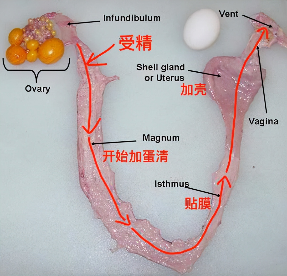 母雞下蛋需要公雞嗎,母雞下蛋需要公雞嗎?沒公雞母雞會下蛋嗎?