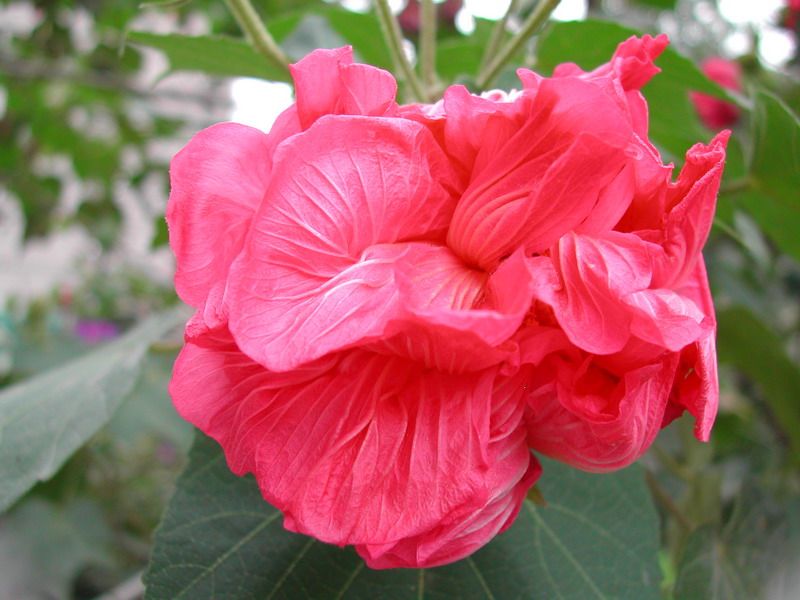 花开诗话：芙蓉花