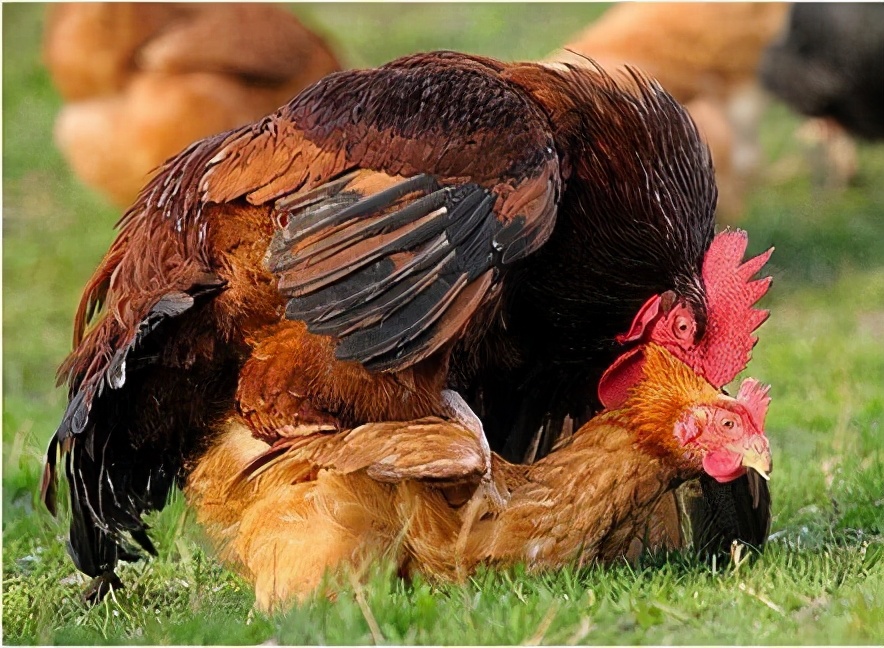 公鸡母鸡交配，为何公鸡要踩在母鸡上面，这不是很危险吗？